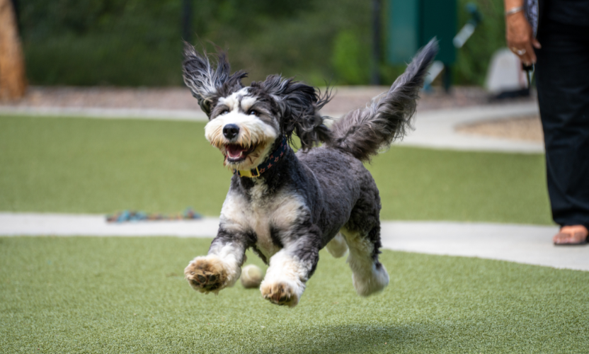 Cesar Millan valdi K9Grass