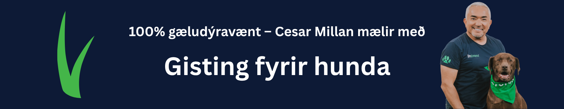 Gervigras fyrir hundabú