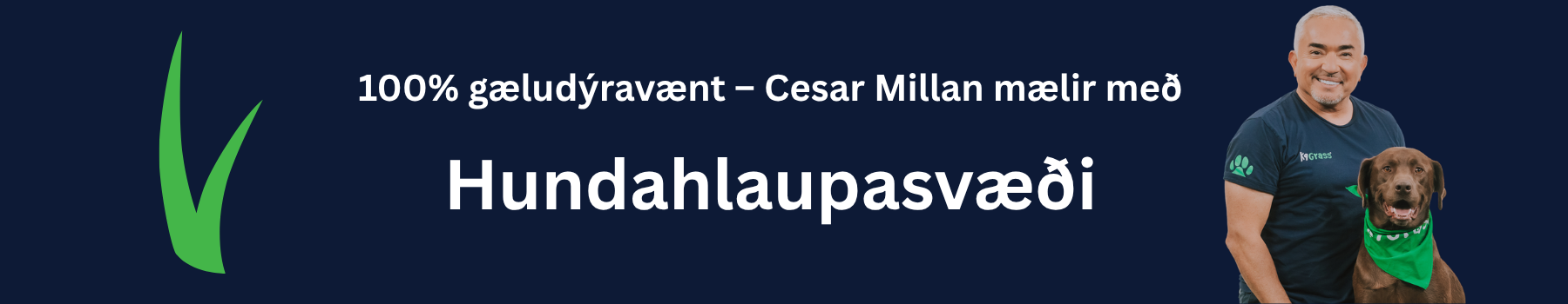 Gervigras fyrir hundahlaup