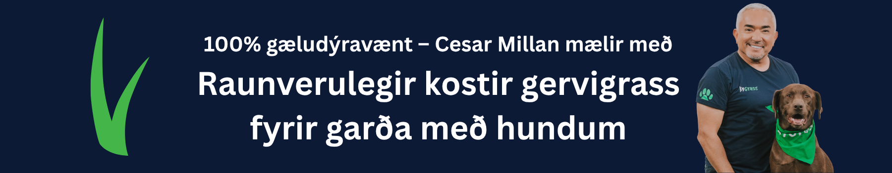 Gervigras hundur