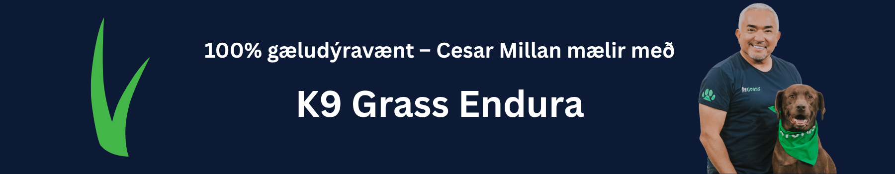 Gervigras lyktarlaust hundum