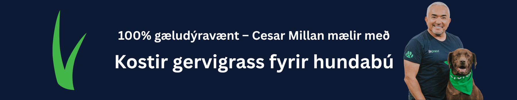 Kostir gervigrass fyrir hundabú
