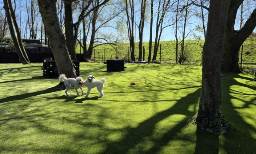 Uppsetning gervigrass í hundagarði